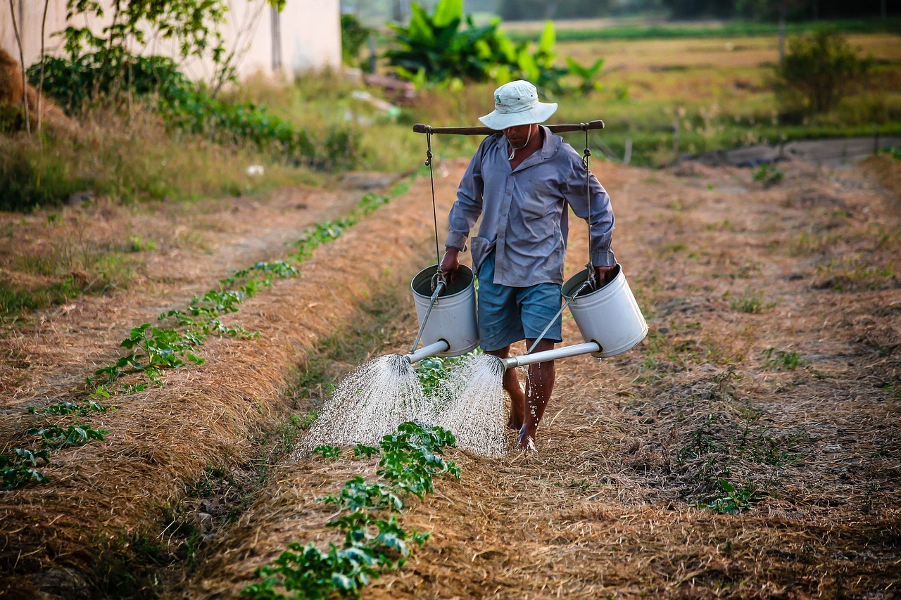 野菜に水をやる